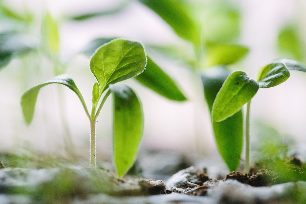 Small green plant growing in the ground
