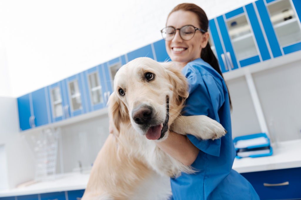 Vet holing a dog smiling