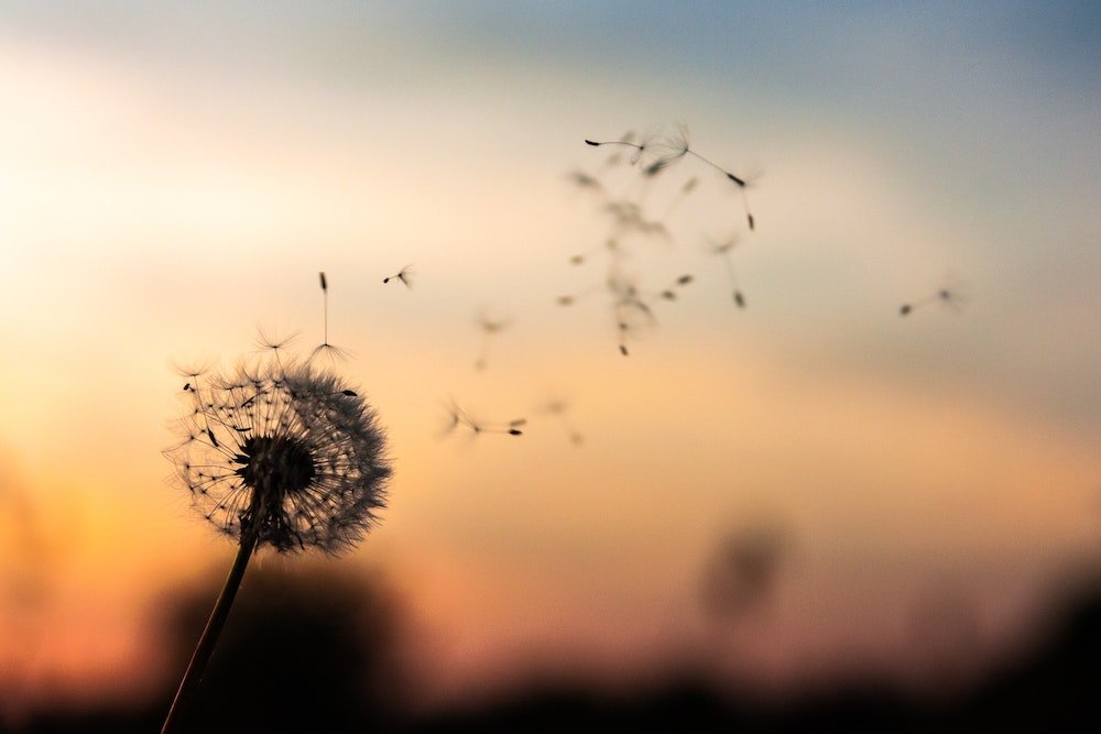 Dandelion seeds blowing in the wind